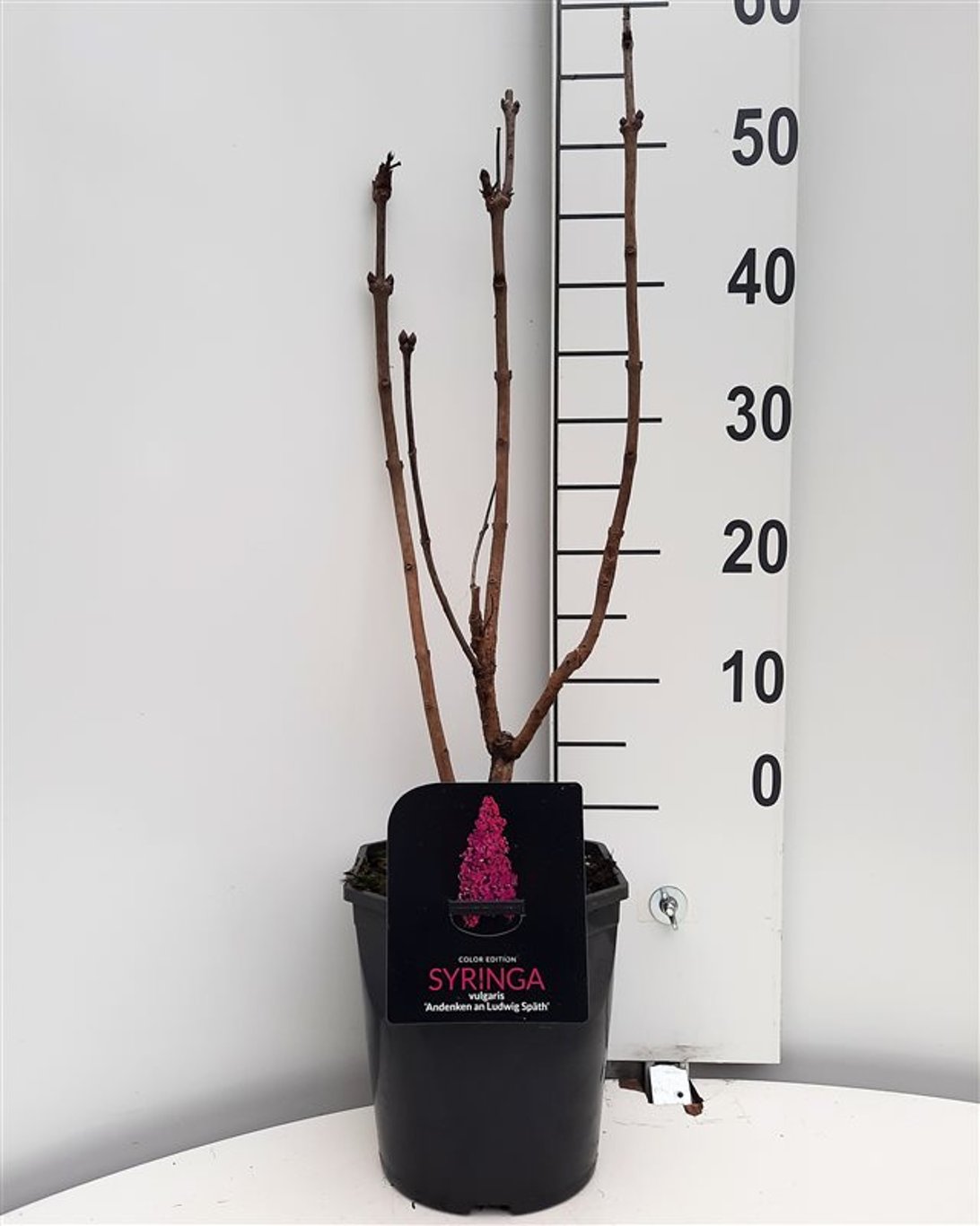 Syringa v. 'And. an Ludwig Späth' - C5 50-60 CM